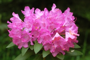 Azalea (Rhododendron) 'English Roseum' 